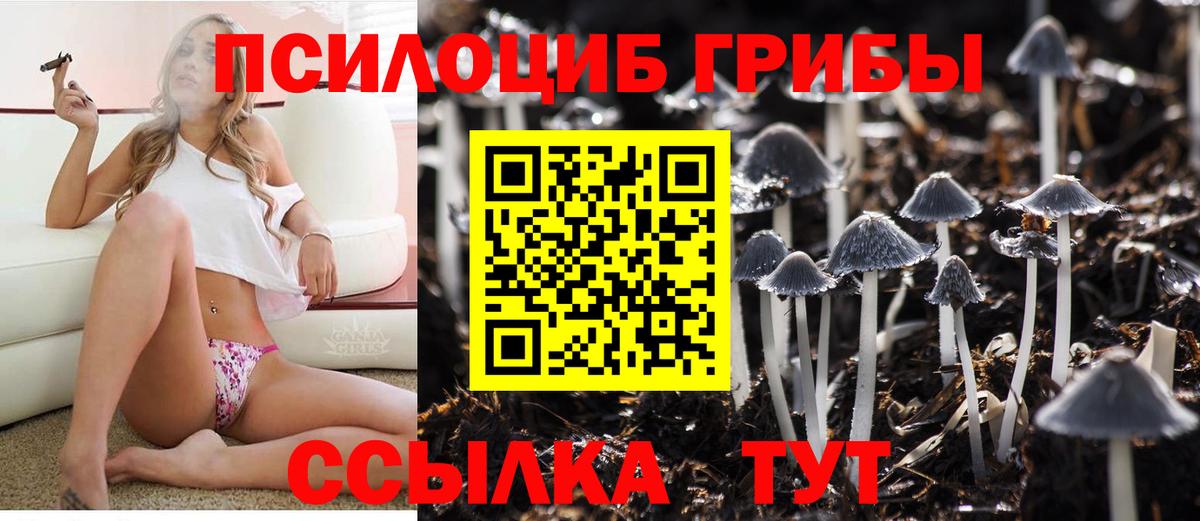 Псилоцибиновые грибы Cubensis Киселёвск